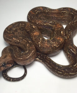 Leopard Boa Constrictors for sale