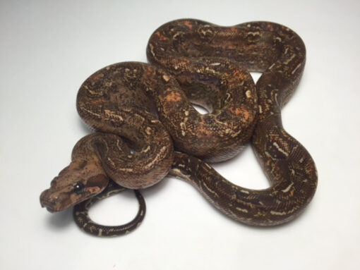 Leopard Boa Constrictors for sale