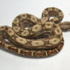 Hypo Sonoran Boa Constrictors for sale