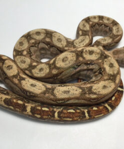 Hypo Sonoran Boa Constrictors for sale