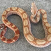 T+ Albino Boa Constrictors for sale