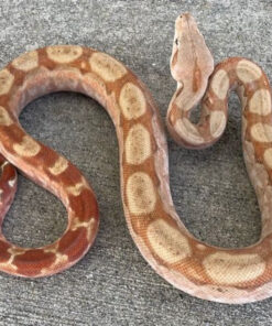 T+ Albino Boa Constrictors for sale