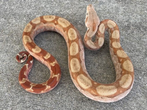 T+ Albino Boa Constrictors for sale