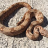 Hogg Island Boa Constrictor