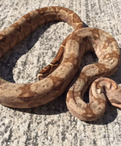 Hogg Island Boa Constrictor