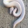 Blue Eye Leucistic Ball Python for sale