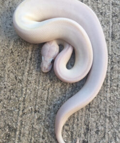 Blue Eye Leucistic Ball Python for sale