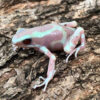 ALBINO Auratus Dart Frogs For Sale