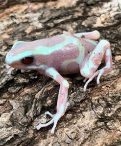 ALBINO Auratus Dart Frogs For Sale