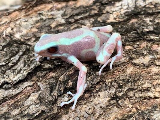 ALBINO Auratus Dart Frogs For Sale