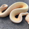 Albino Spinner Ball Python for sale