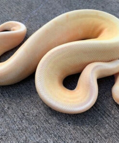 Albino Spinner Ball Python for sale