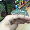 Panther Chameleons for sale