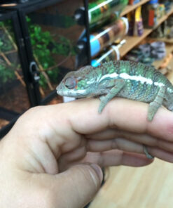 Panther Chameleons for sale