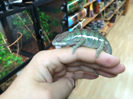 Panther Chameleons for sale