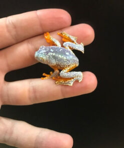 Amazon Leaf Fringed Frog