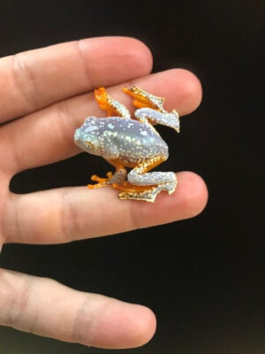 Amazon Leaf Fringed Frog