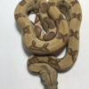 Ghost Boa Constrictors for sale