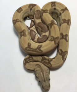 Ghost Boa Constrictors for sale