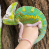 Veiled Chameleon for sale