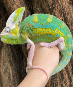 Veiled Chameleon for sale