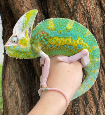 Veiled Chameleon for sale