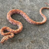 HYPOMELANISTIC Brazilian Rainbow Boa for sale