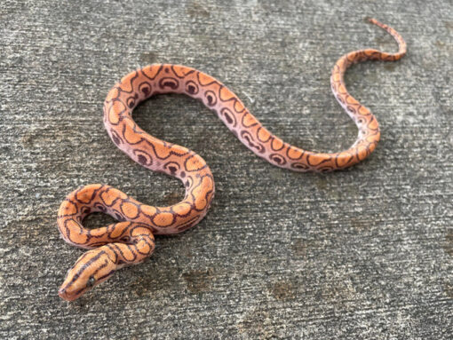 HYPOMELANISTIC Brazilian Rainbow Boa for sale