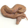 Coral Glow Cinnamon Ball Python for sale