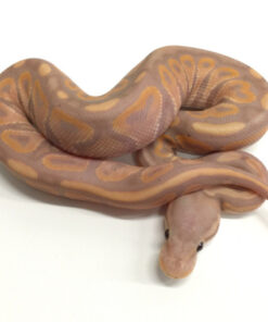 Coral Glow Cinnamon Ball Python for sale