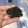 Vietnamese Mossy Frogs for sale