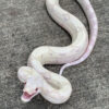 MoonGlow Boa Constrictors for sale