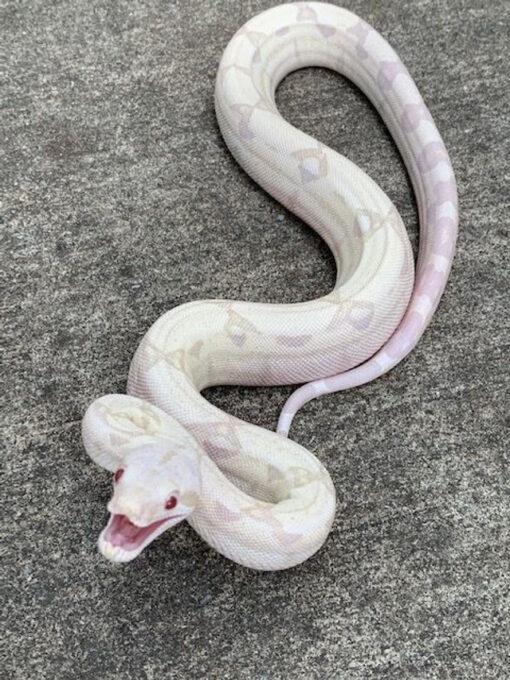 MoonGlow Boa Constrictors for sale