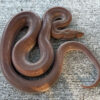 Patternless Colombian Rainbow Boa for sale