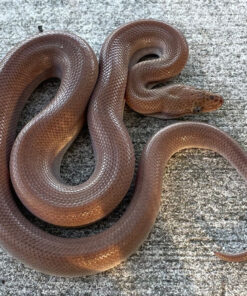 Patternless Colombian Rainbow Boa for sale