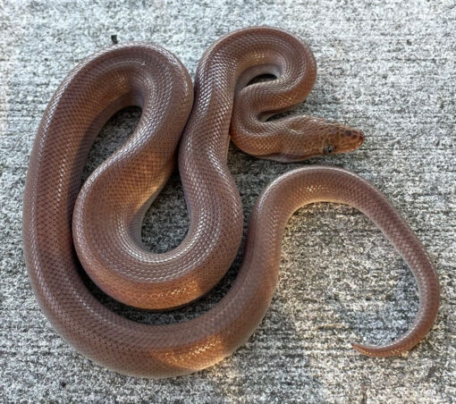 Patternless Colombian Rainbow Boa for sale