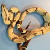 Peruvian Red Tail Boa Constrictor for sale