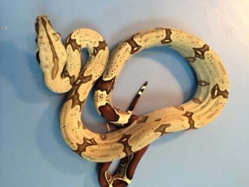 Peruvian Red Tail Boa Constrictor for sale