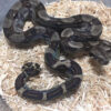 Longicauda Boas for sale