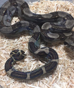 Longicauda Boas for sale