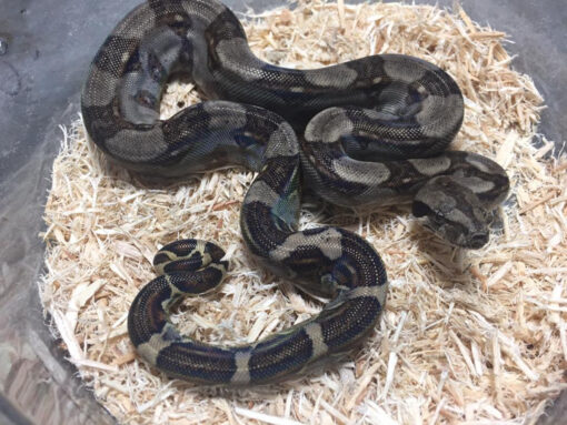 Longicauda Boas for sale