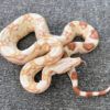 SHARP STRAIN Albino Boa Constrictor for sale