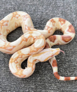 SHARP STRAIN Albino Boa Constrictor for sale