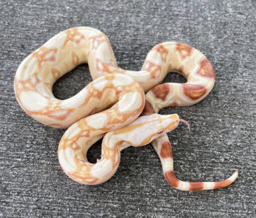 SHARP STRAIN Albino Boa Constrictor for sale