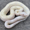 SNOW Boa Constrictors for sale