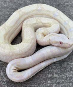 SNOW Boa Constrictors for sale