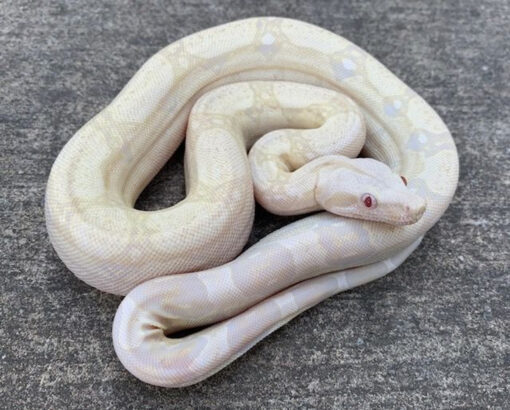 SNOW Boa Constrictors for sale