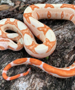 We currently have Smoking hot Sunglow Boa Constrictors for sale that are captive-bred. Snakes at Sunset feeds them live or frozen thawed mouse hoppers. The Sunglow Boas for sale are aprox. 14-18