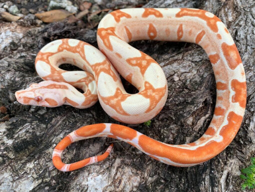 We currently have Smoking hot Sunglow Boa Constrictors for sale that are captive-bred. Snakes at Sunset feeds them live or frozen thawed mouse hoppers. The Sunglow Boas for sale are aprox. 14-18" All our reptiles come with a Live Arrival Guarantee.