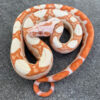 Sunglow Boas for sale